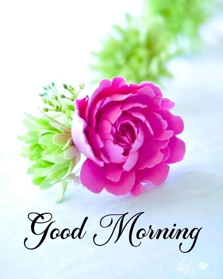 This may contain a pink flower sitting on top of a white table next to the words good morning