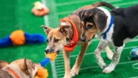 Puppy Bowl 22nd Edition Pics