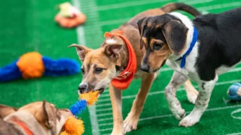 Puppy Bowl 22nd Edition Pics