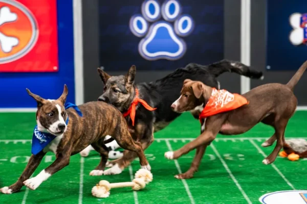 Puppy Bowl Pics 1