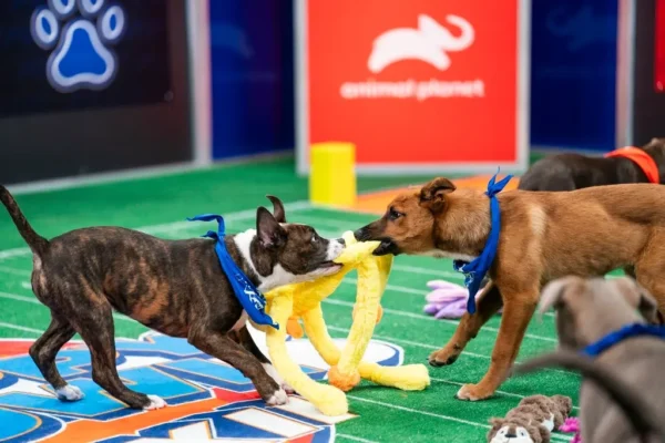 Puppy Bowl Pics 2