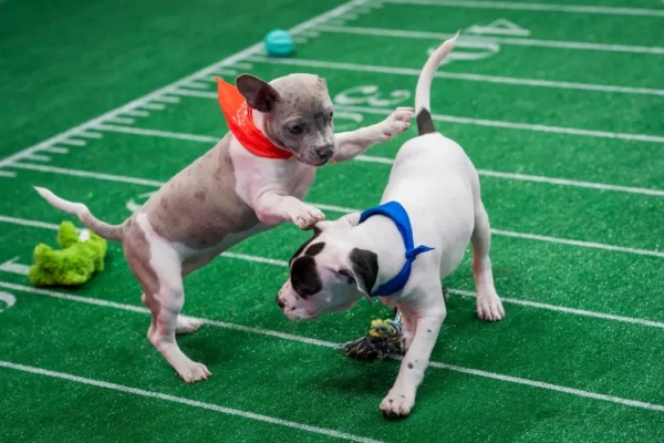 Puppy Bowl Pics 4