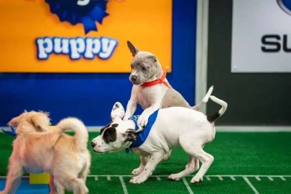 Puppy Bowl Pics 5