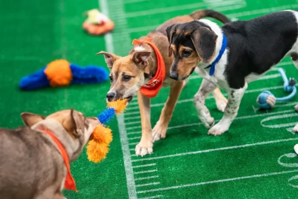 Puppy Bowl Pics 6